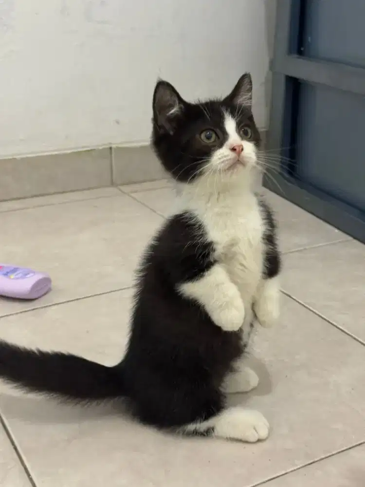 Munchkin bsh bicolour black