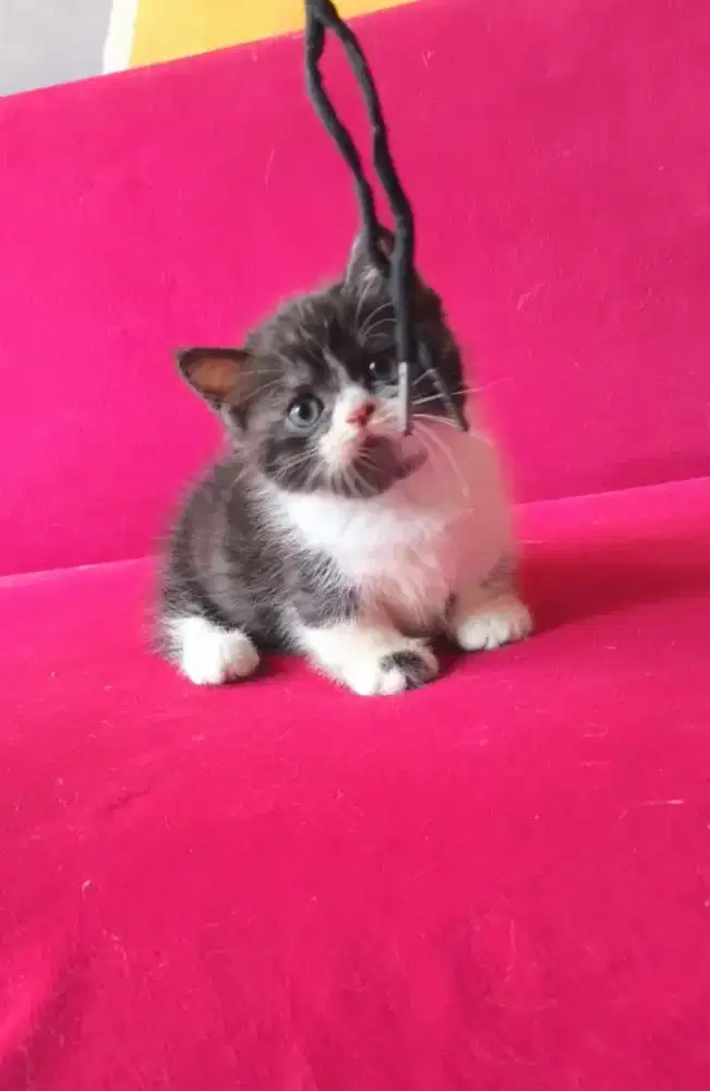 Munchkin Bsh bicolor jantan