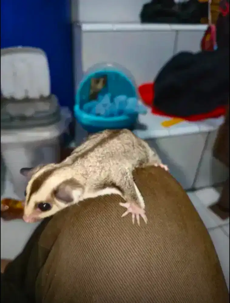 Sugar Glider classic grey Het Cream Jantan – Sehat - Lahir 25 Feb 2026
