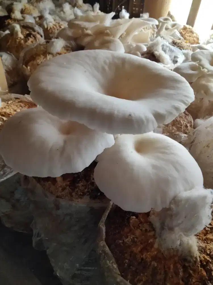 Kurir Serabutan di Pertanian Jamur