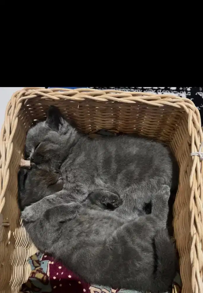 BSH Kitten jantan dan BSH dewasa betina