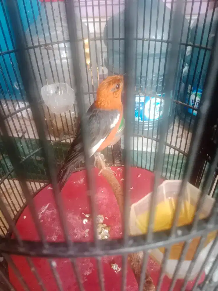 Anis merah jantan bekas gacoran