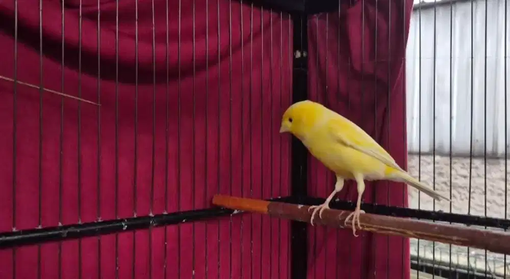 Kenari AF Kuning Gacor Ngerek