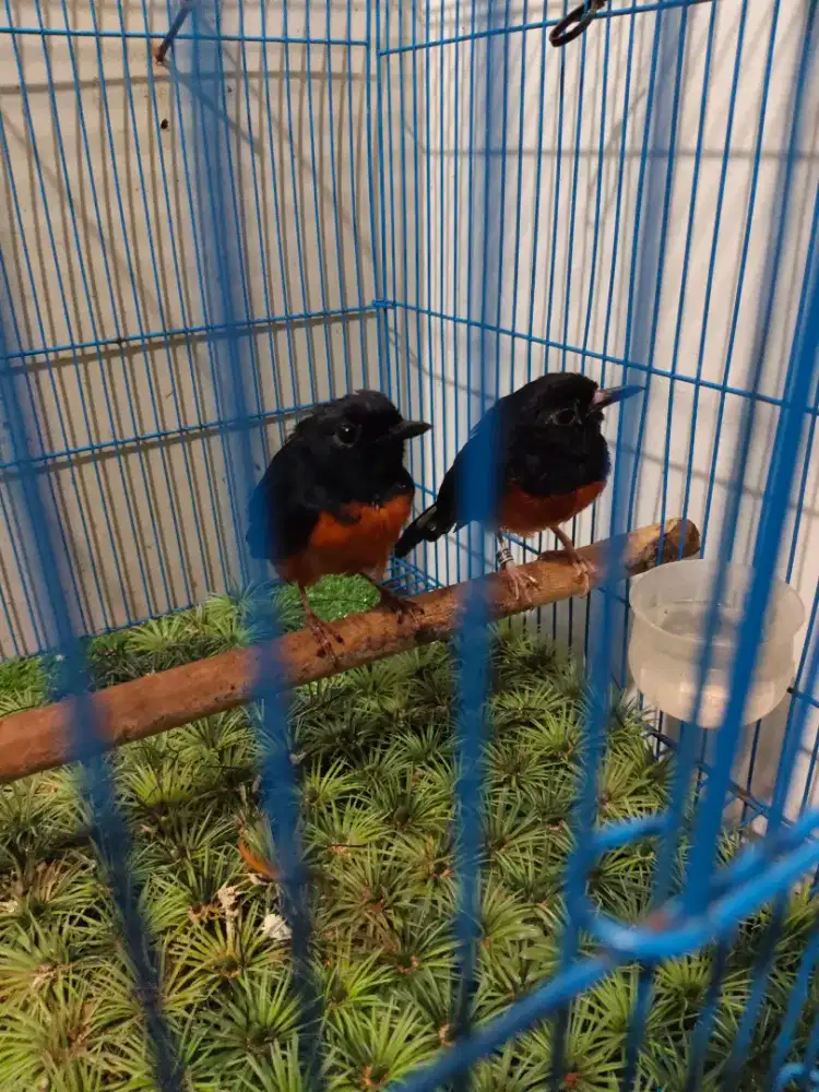 Murai 2 Ekor Jantan Tulen Mapan