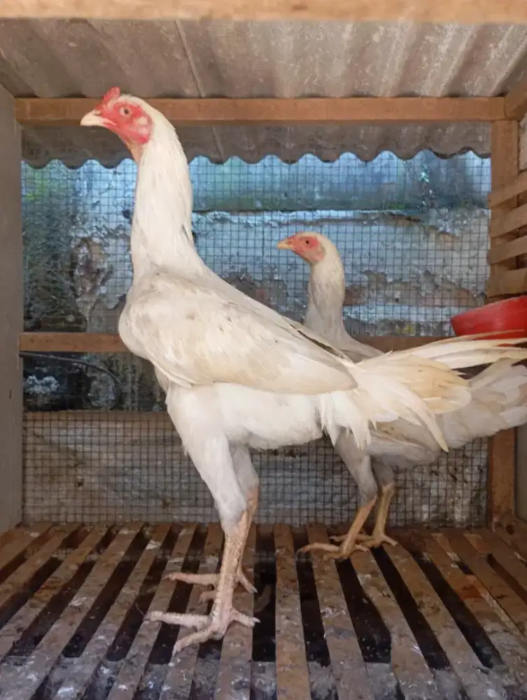 Ayam kampung putih keturunan bangkok