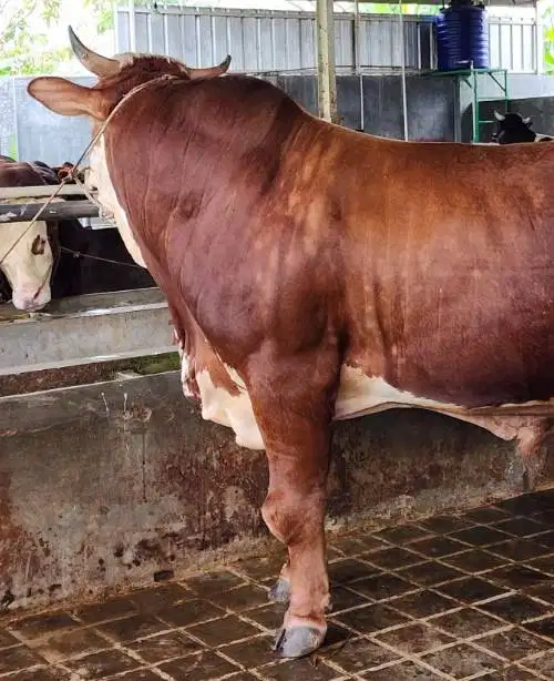 sapi qurban limosin 600kiloanUP timbang kiloan siap kurban premium top