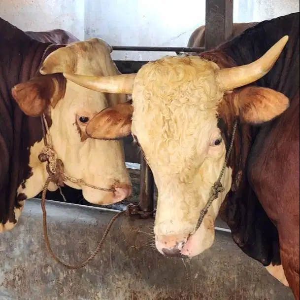 sapi kurban limosin premium 600kiloanUP timbang siap qurban 2026 puas