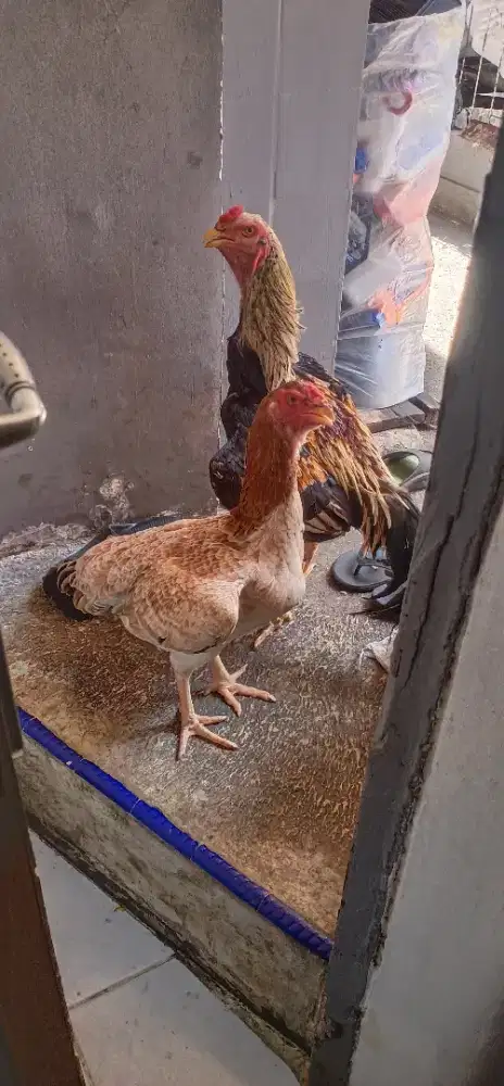 Shamo eropa line nuber indukan sepasang