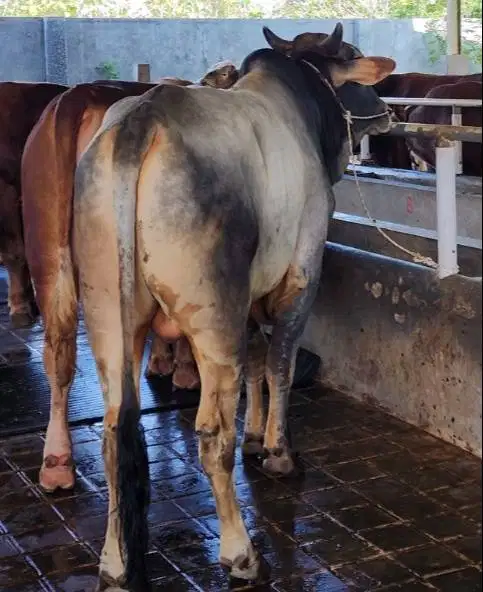 sapi qurban premium 600kiloanUP limosin metal siap kurban 2026 manteb