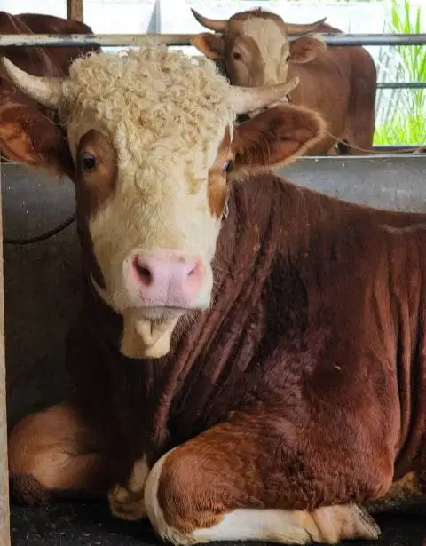 sapi kurban limosin 600kiloanUP siap hewan qurban premium 2026 rawatan