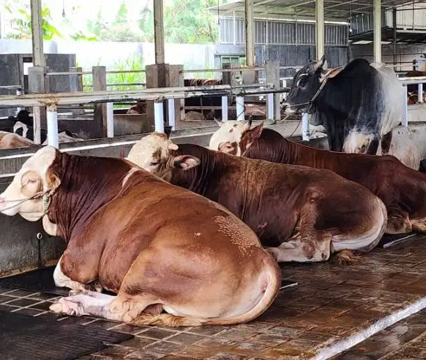 sapi kurban limosin 600kiloanUP siap hewan qurban premium timbang riil