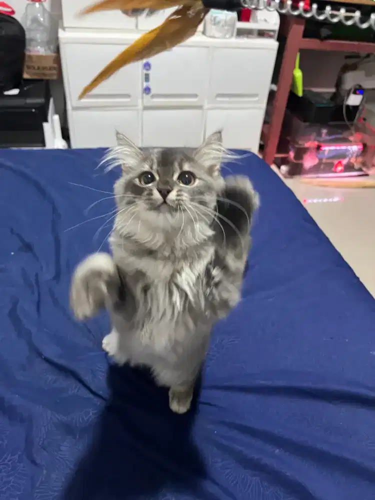 KUCING BSH LONG HAIR