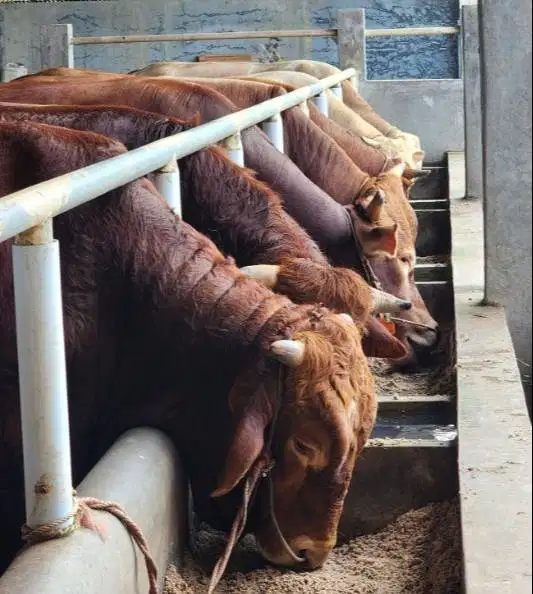 sapi qurban premium 600kiloan limosin simental siap kurban 2026 manteb