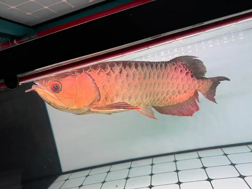 Ikan arwana crosback 60 cm