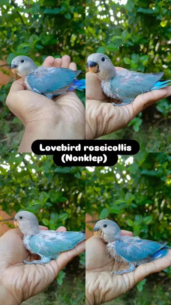 Lolohan lovebird nonklep
