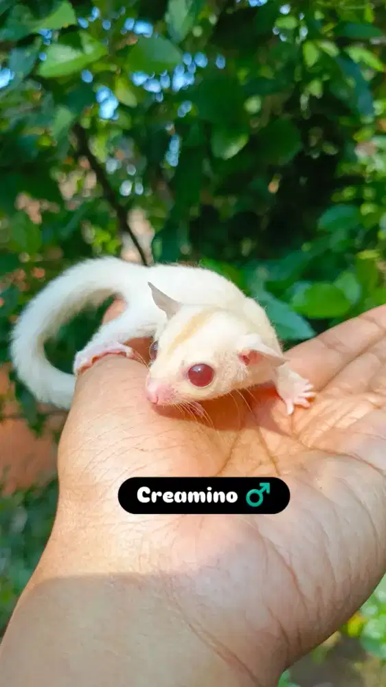 Anakan sugar glider