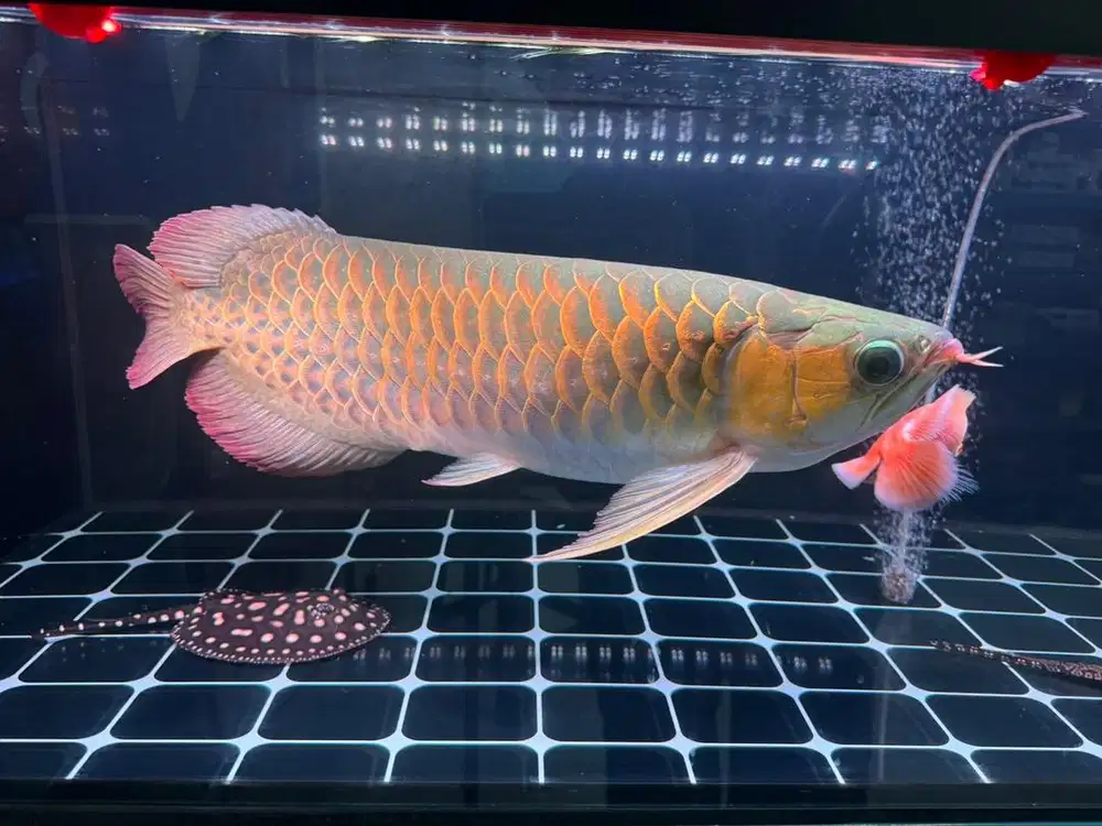 Ikan arwana super red 60 cm