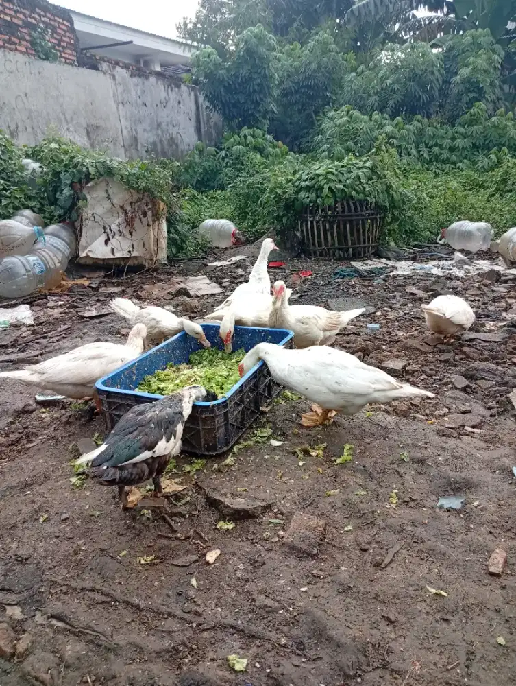 Engos jantan dan betina