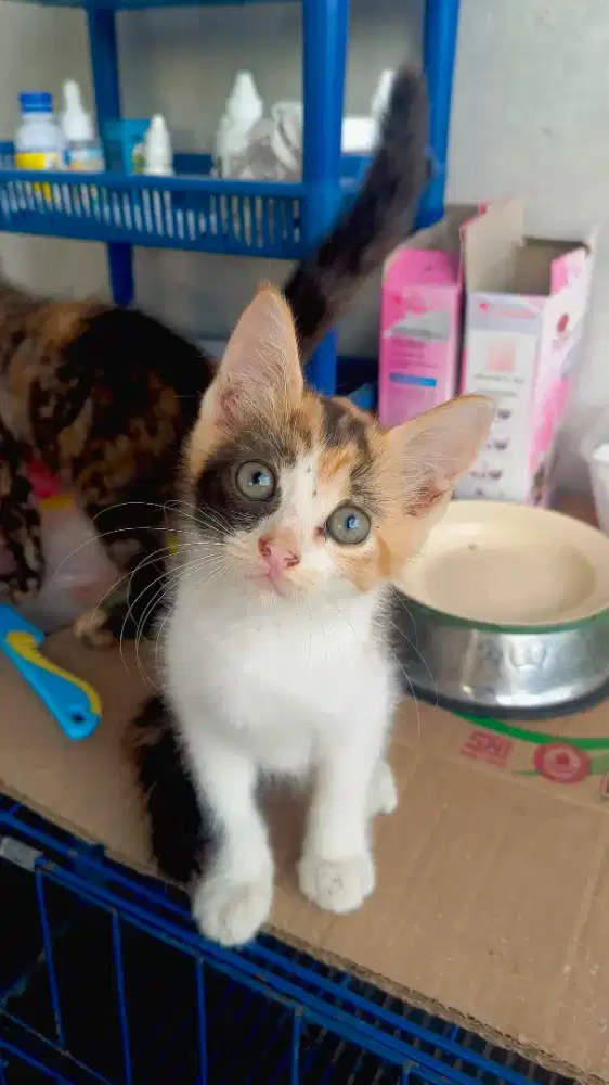 Kucing Kitten Persia Medium