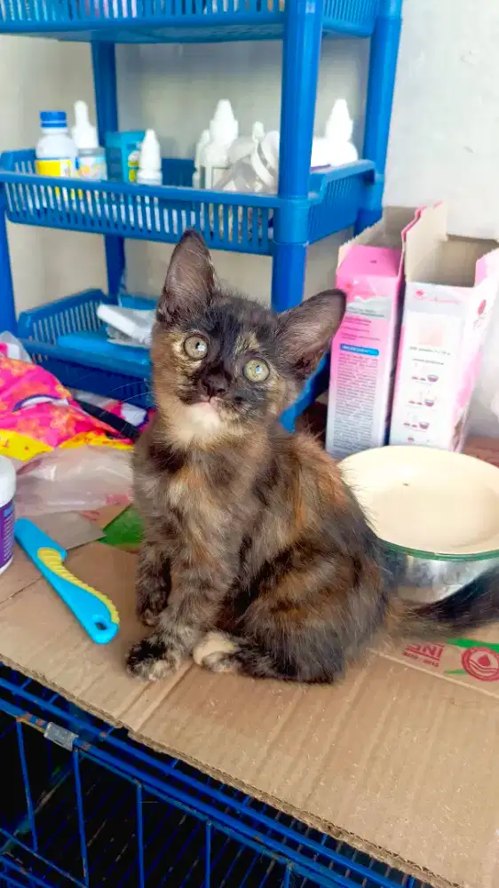 Kucing Kitten Persia Medium