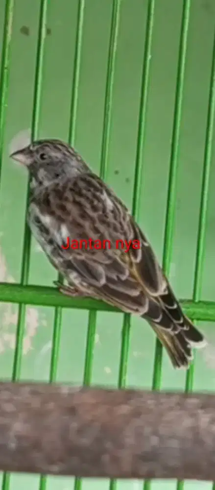 Blackstrout sepasang produksi