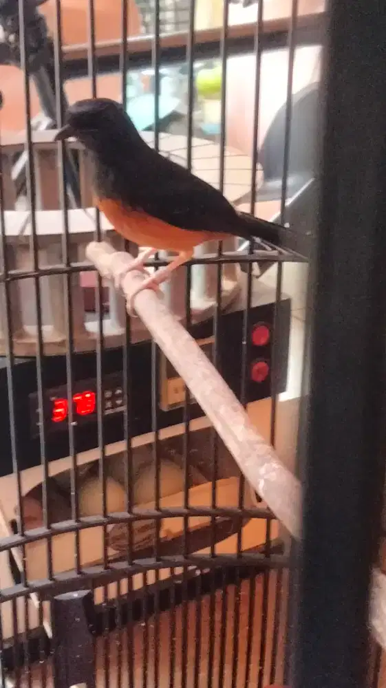 Murai betina..muda..