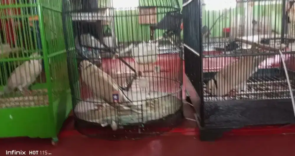 Puter pelung 3 ekor gacorrrr pagi siang sore malam