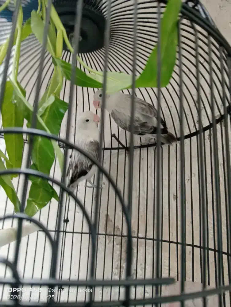 Burung Lovebird biola