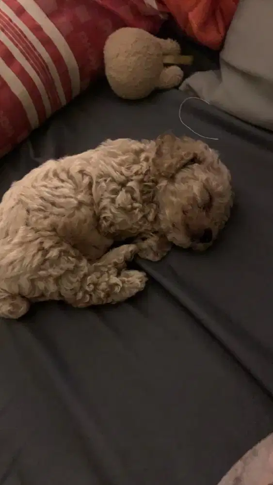 Toy poodle usia 2 bln belum stb