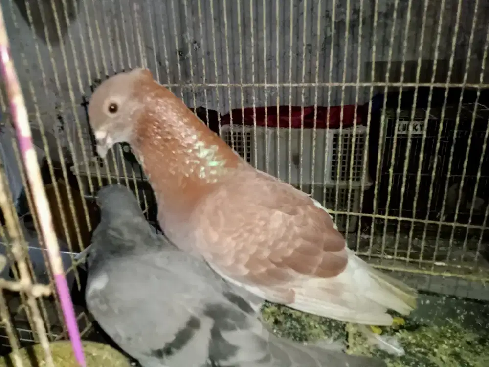 Burung dara pasangan