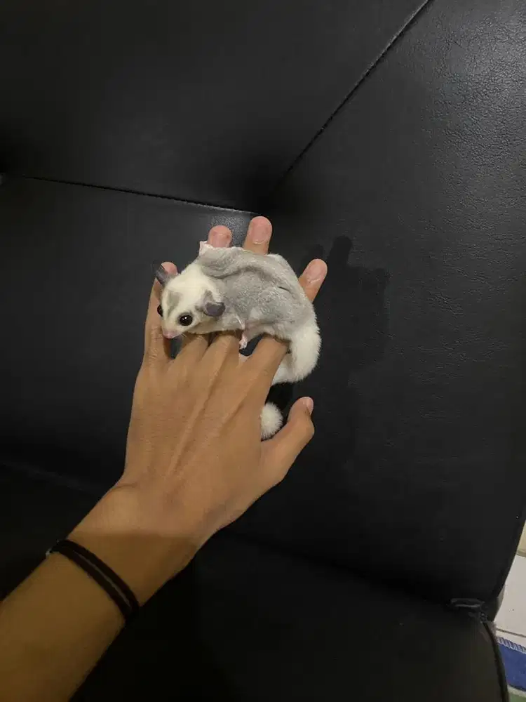 sugar glider mozaik