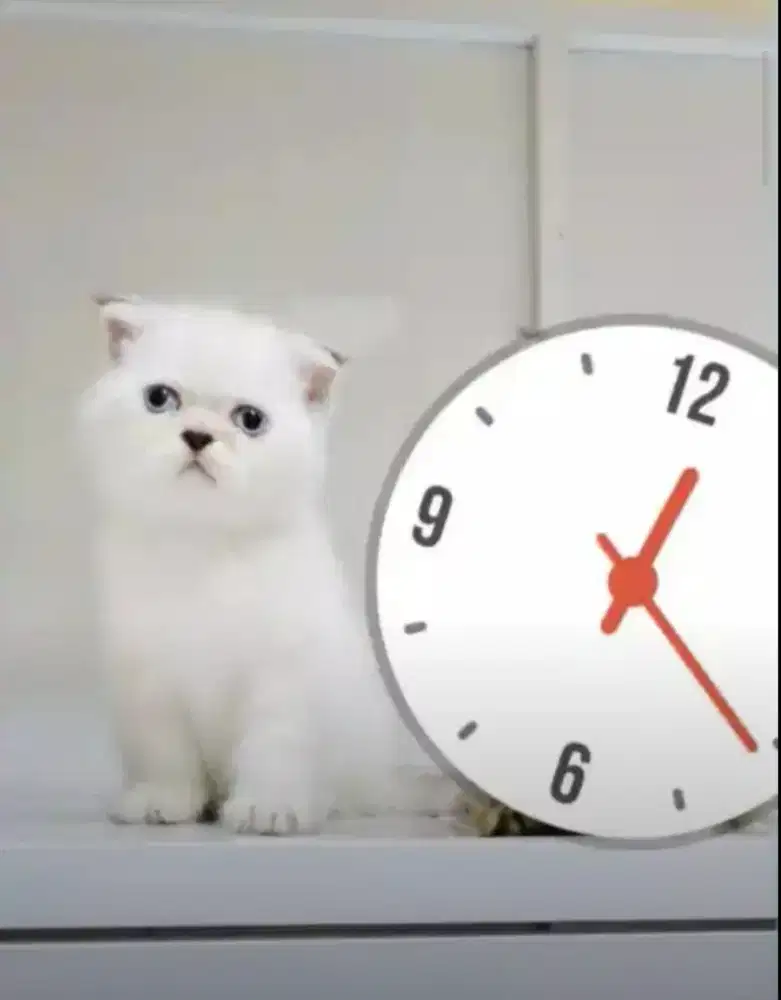 kucing scottish fold bsh