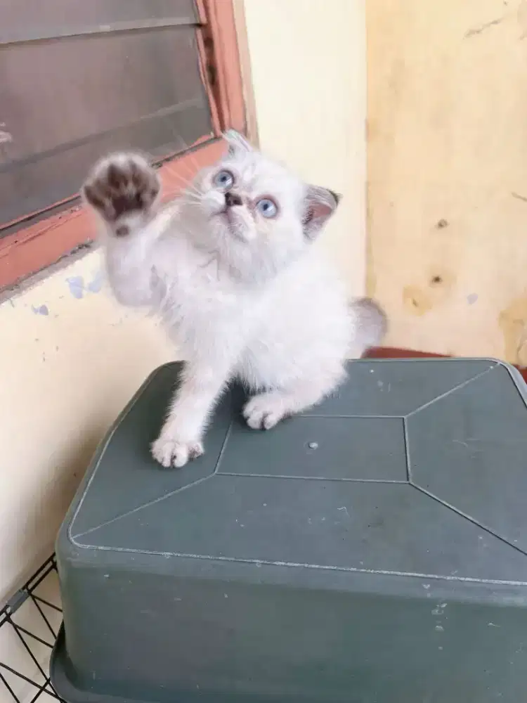kucing scottish fold bsh