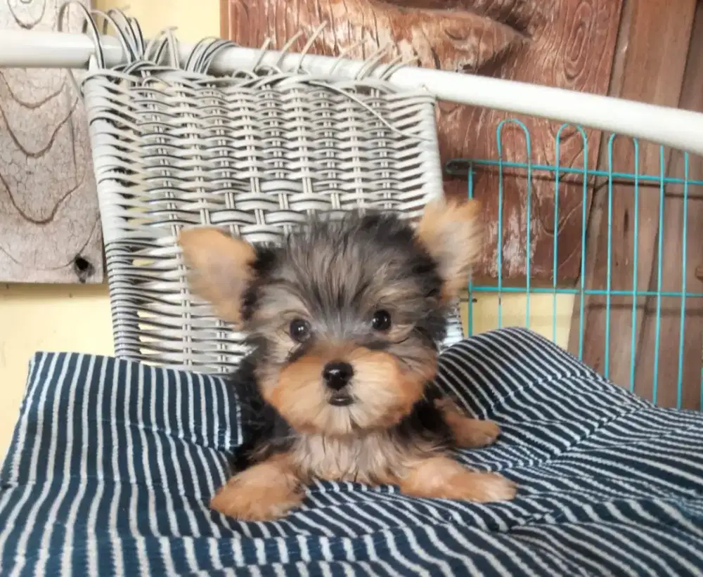 Mini Yorkshire Jantan 2 bln non stamboom