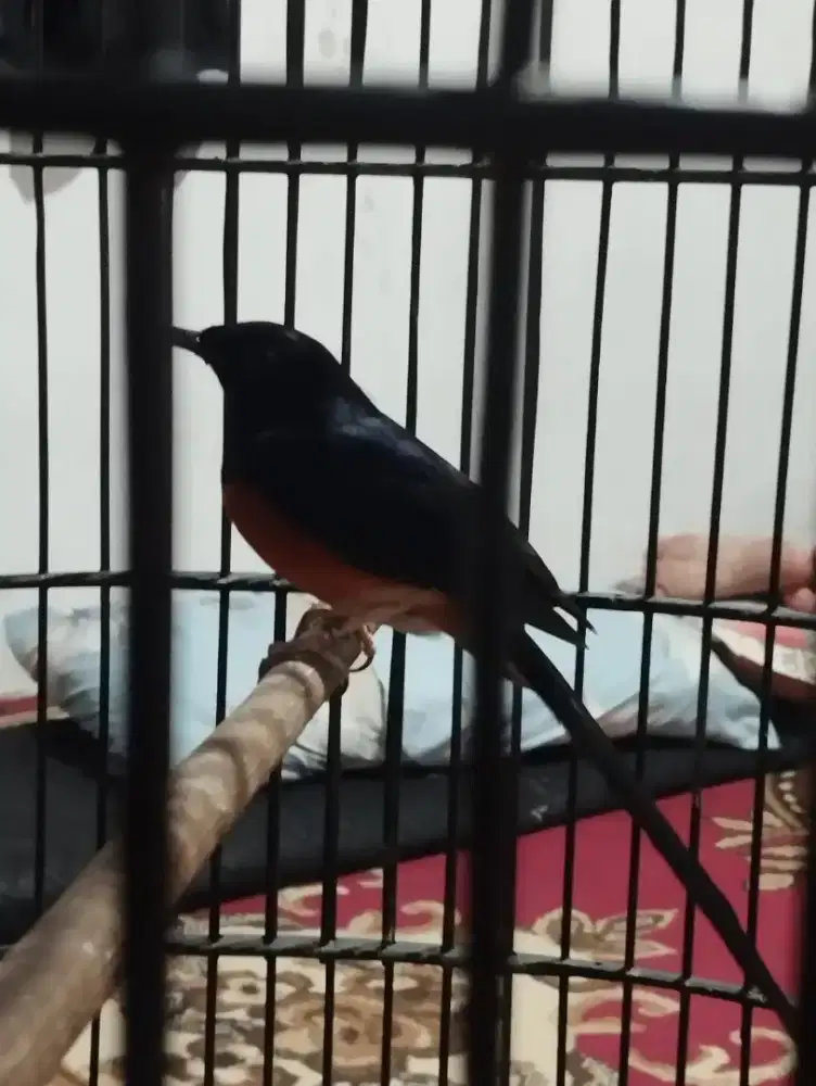 Burung Murai Batu Medan Jantan