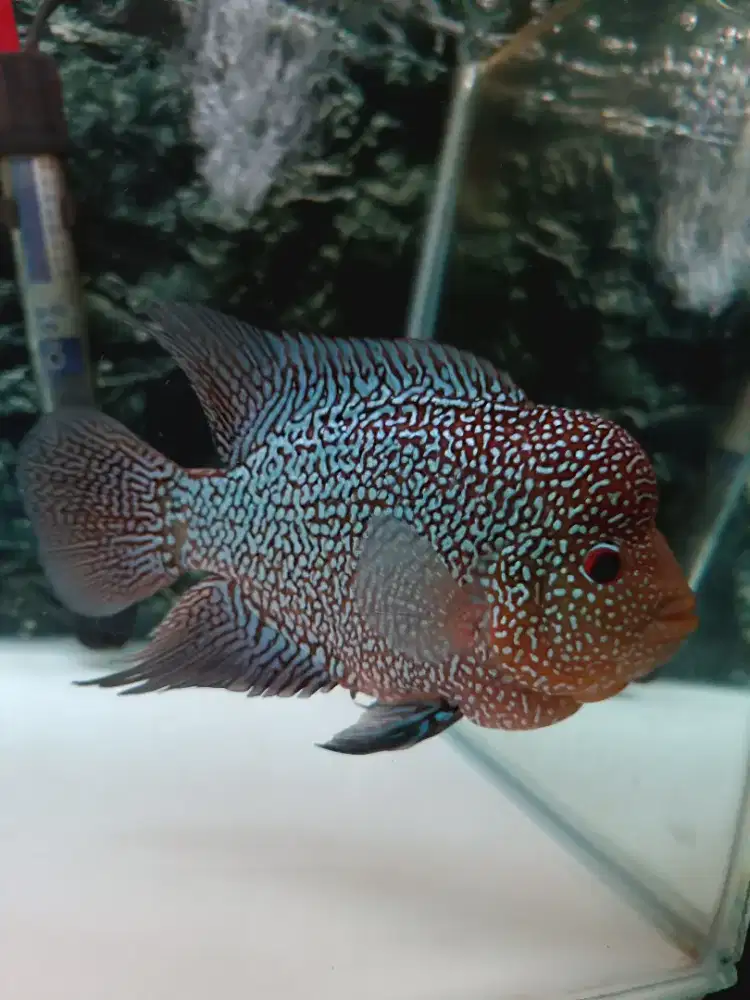 Louhan Cencu 3.5 Jari Full Mutiara