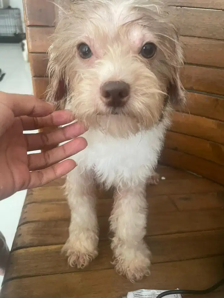 PARTY POODLE HIDUNG COKLAT