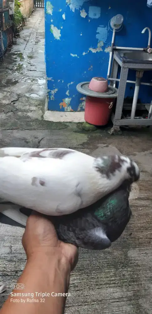 Sepsang giring keras