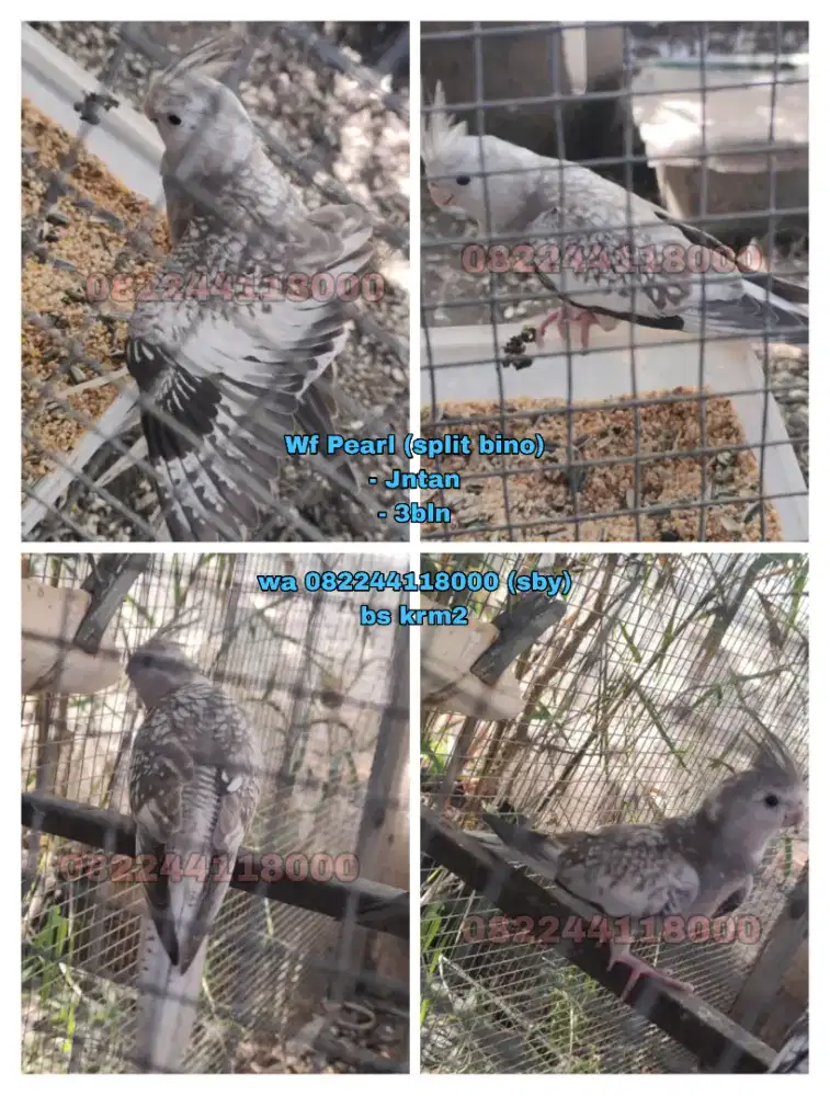 Burung Fal Wf Pearl (split bino)