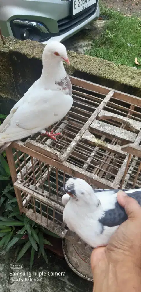 Sepasang giring keras