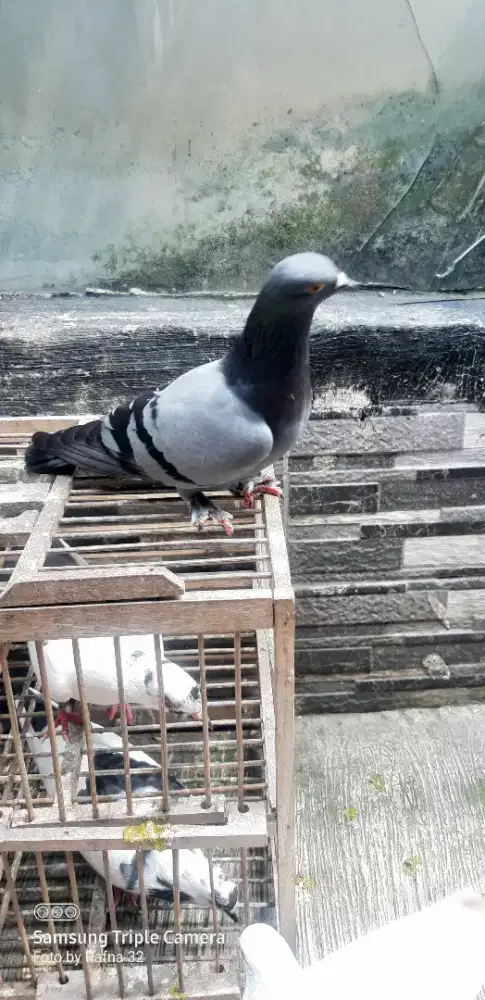 Sepasang perdana giring