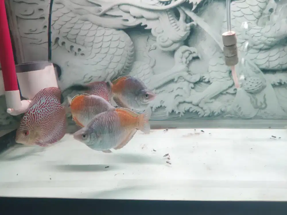 Ikan rainbow boesemani / rainbow bosemani