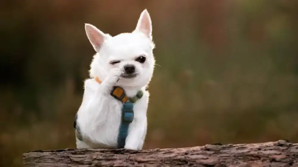 ART SIAP TINGGAL DAN KERJA