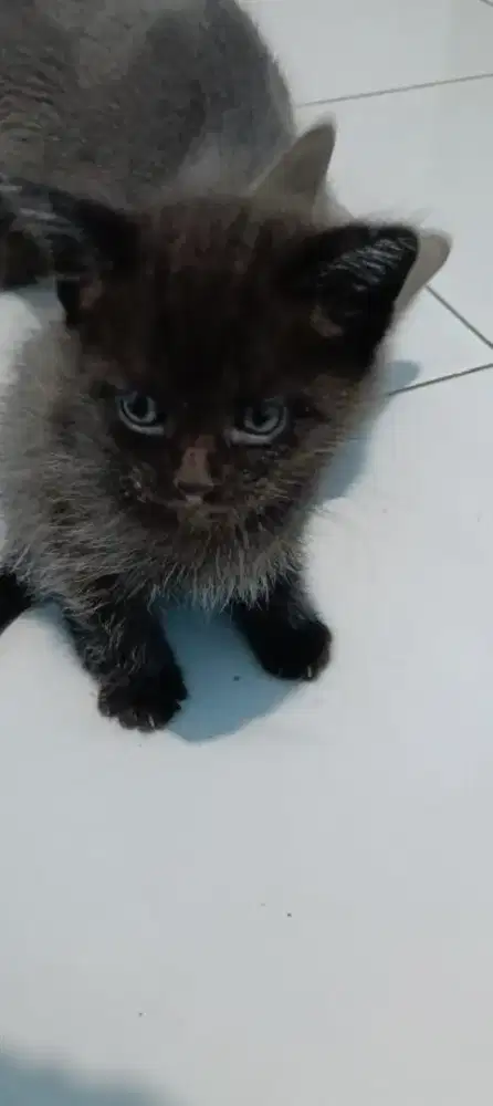 kitten ras rusian vs anggora