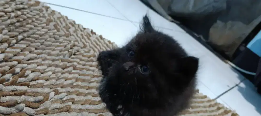 kitten 2 induk 1 700rb berserta perlengkapan