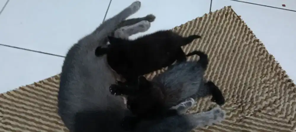 kitten ras rusian vs anggora
