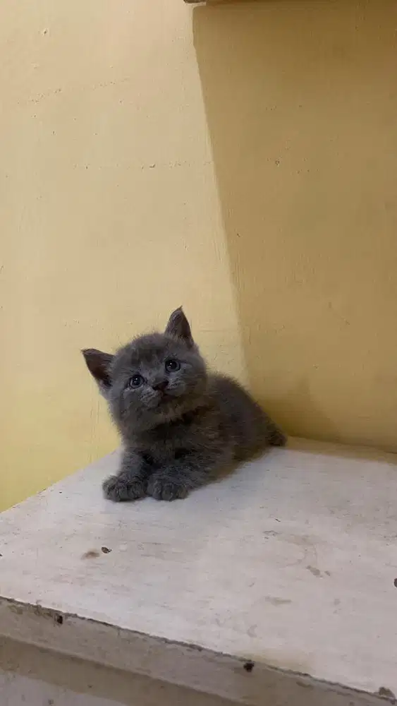 Kucing brittish short hair