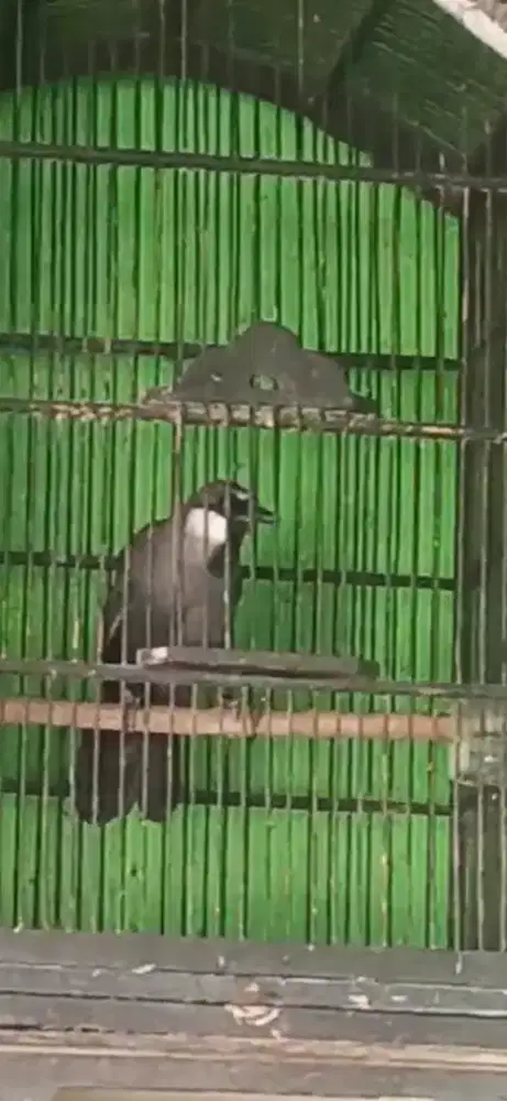 Poksay hongkong gacor suara enak variasi