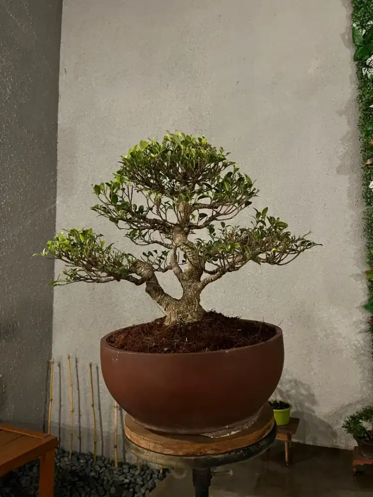 Bonsai Kimeng Medium