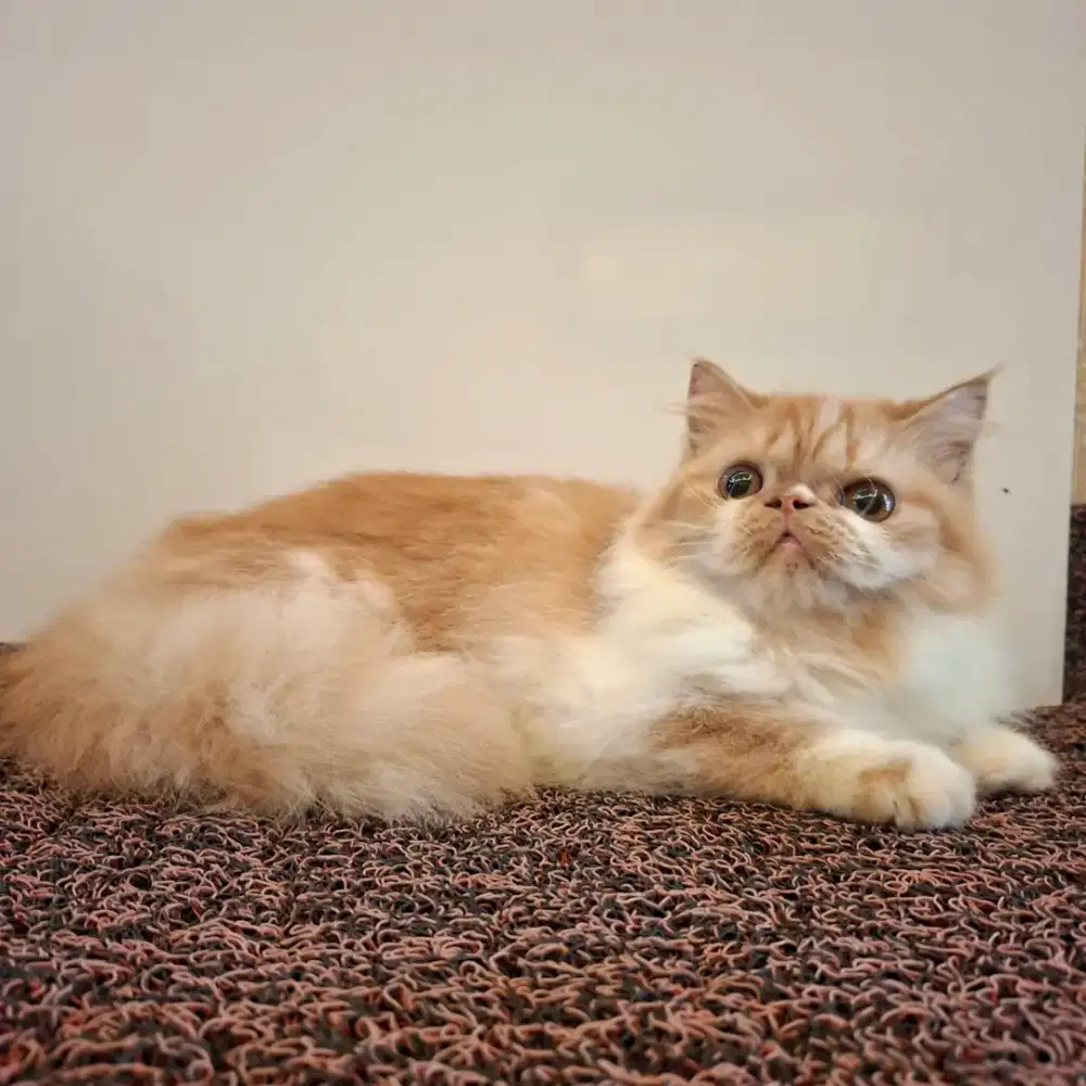 Kucing persia Betina flatnose